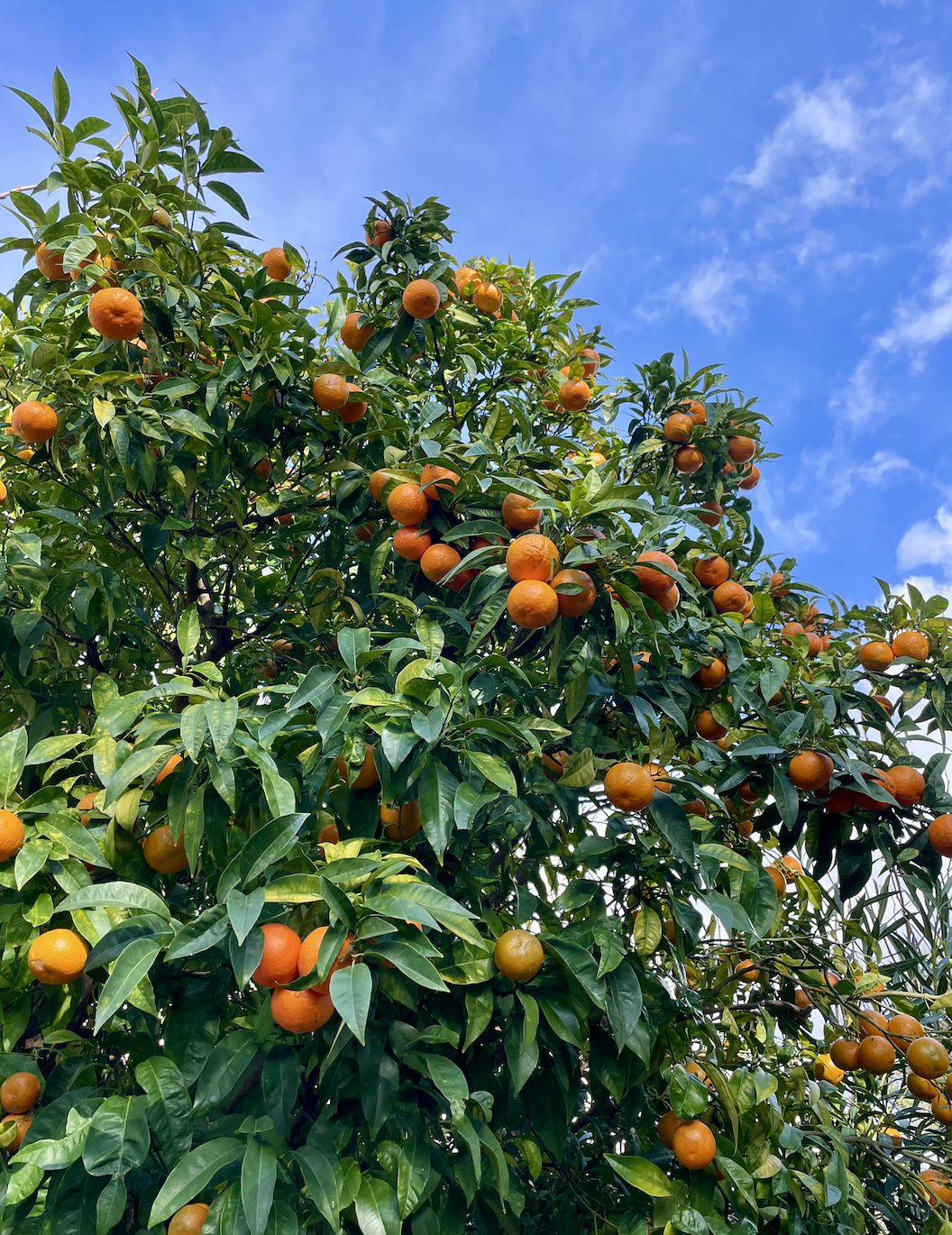 Provanszi narancslekvár recept